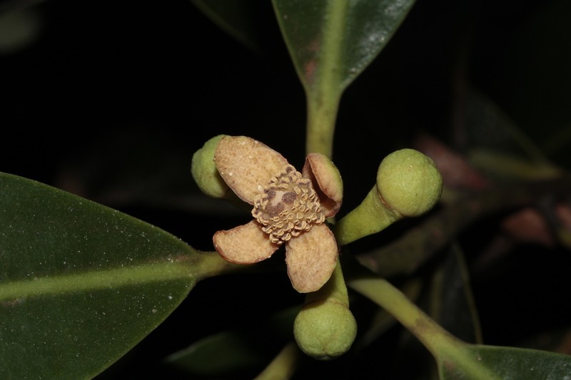 Zygogynum vieillardii photo 2