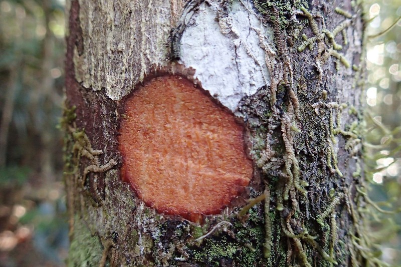 Zygogynum vieillardii photo 3