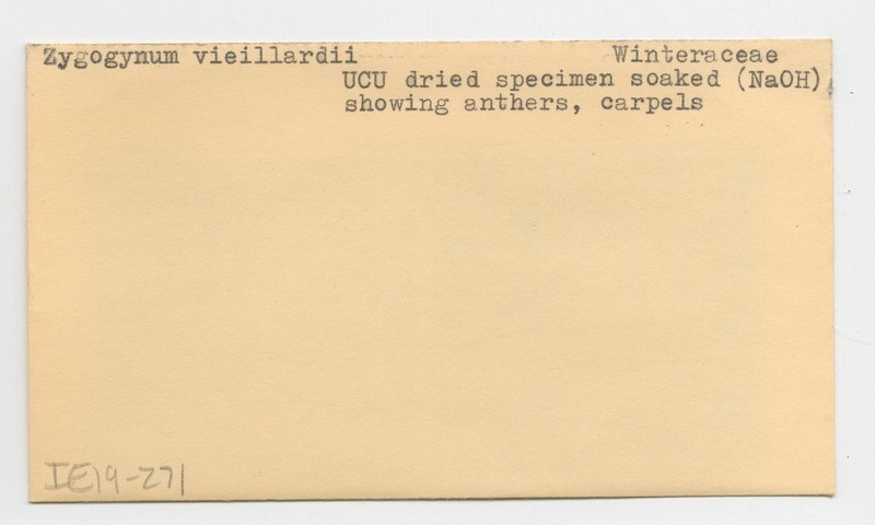 Zygogynum vieillardii