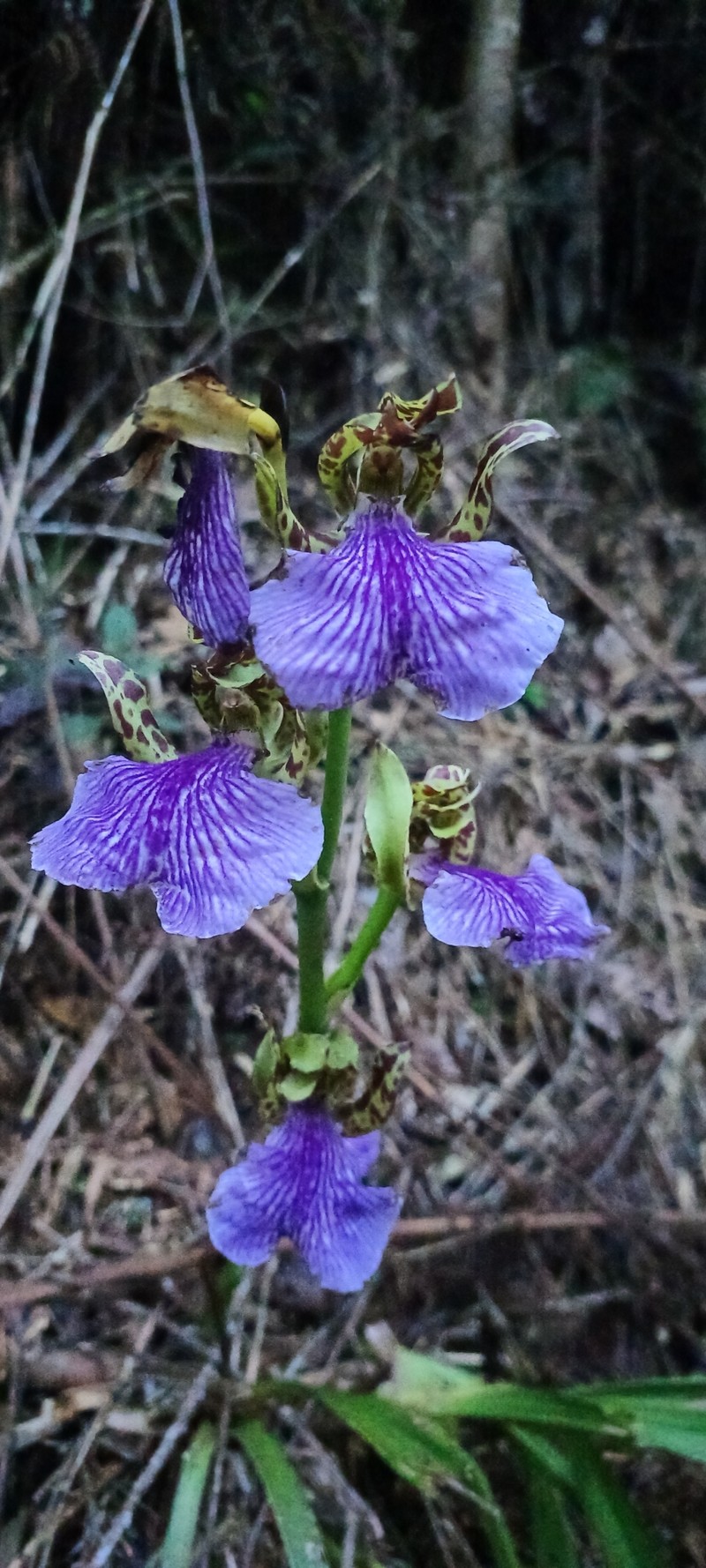 Zygopetalum crinitum subsp. pabstii