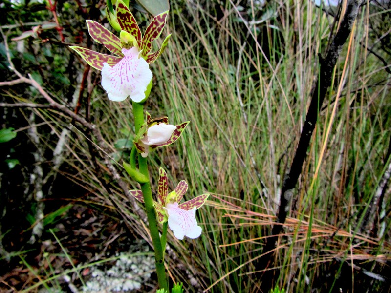 Zygopetalum maculatum subsp. maculatum