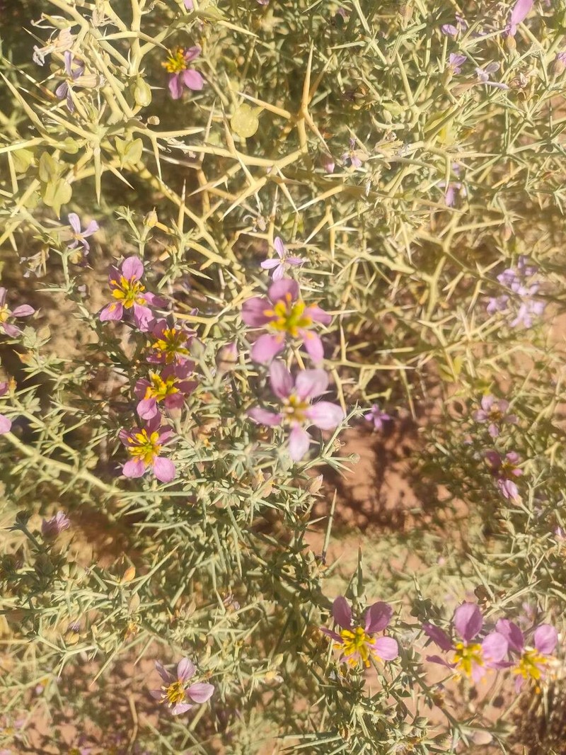 Zygophyllum arabicum