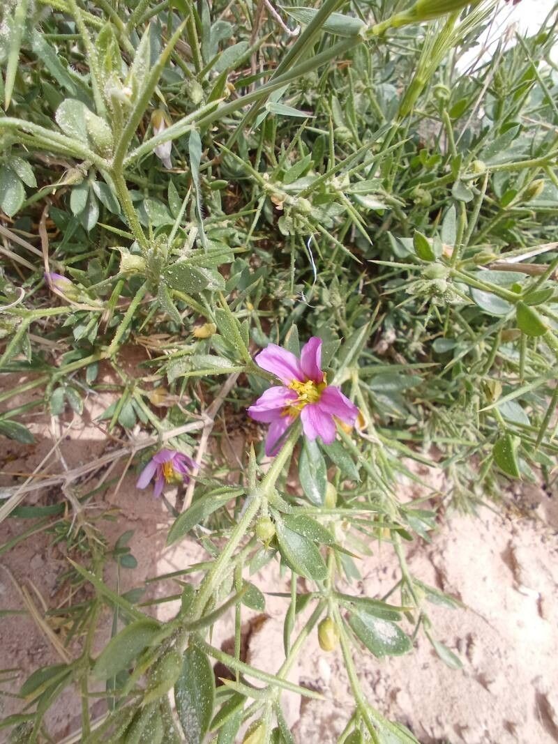 Zygophyllum arabicum photo 2