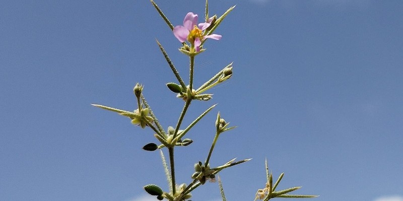 Zygophyllum arabicum photo 3