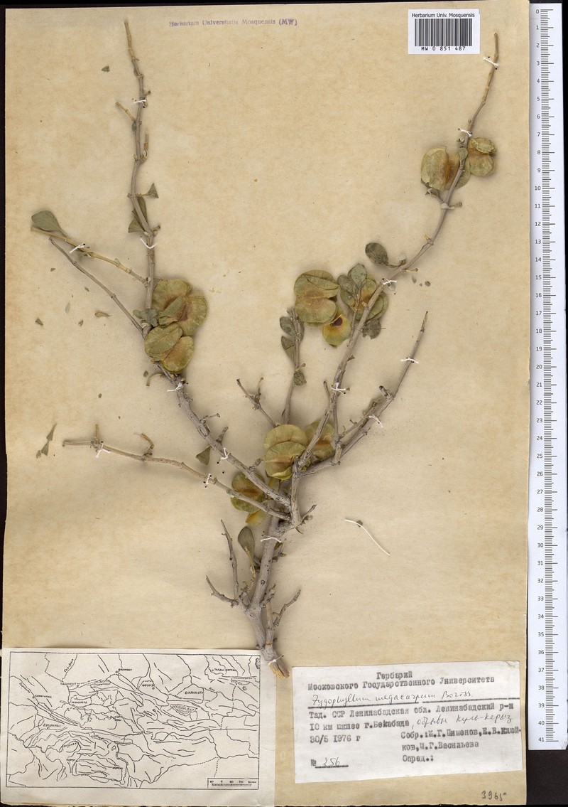 Zygophyllum atriplicoides subsp. atriplicoides