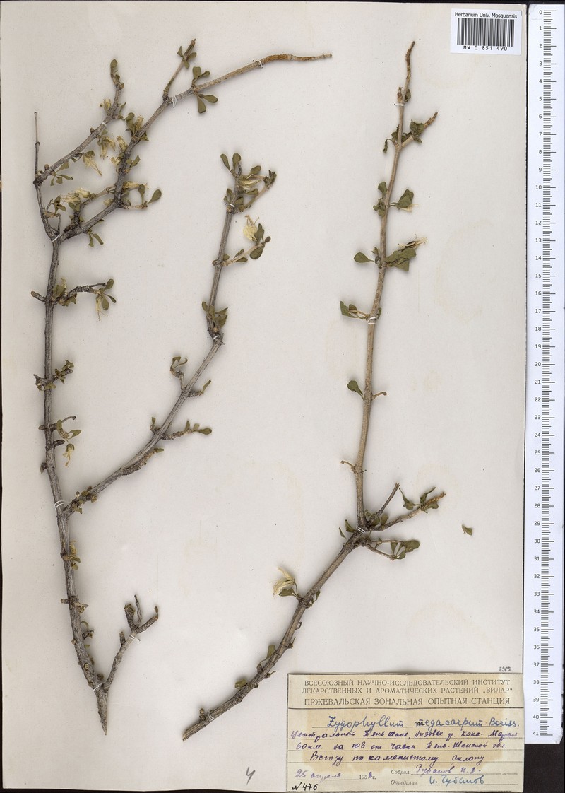 Zygophyllum atriplicoides subsp. atriplicoides photo 2