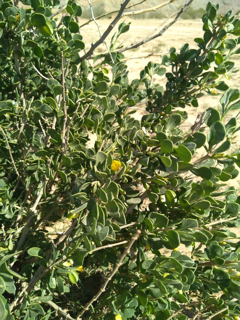 Zygophyllum atriplicoides subsp. eurypterum