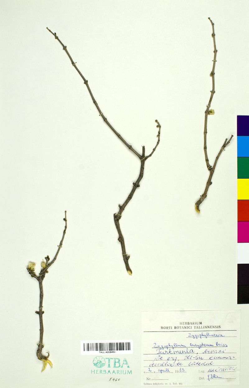 Zygophyllum atriplicoides subsp. eurypterum photo 2