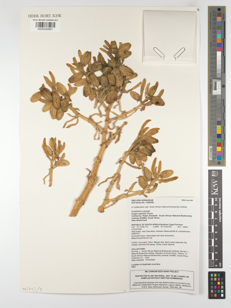 Zygophyllum augea