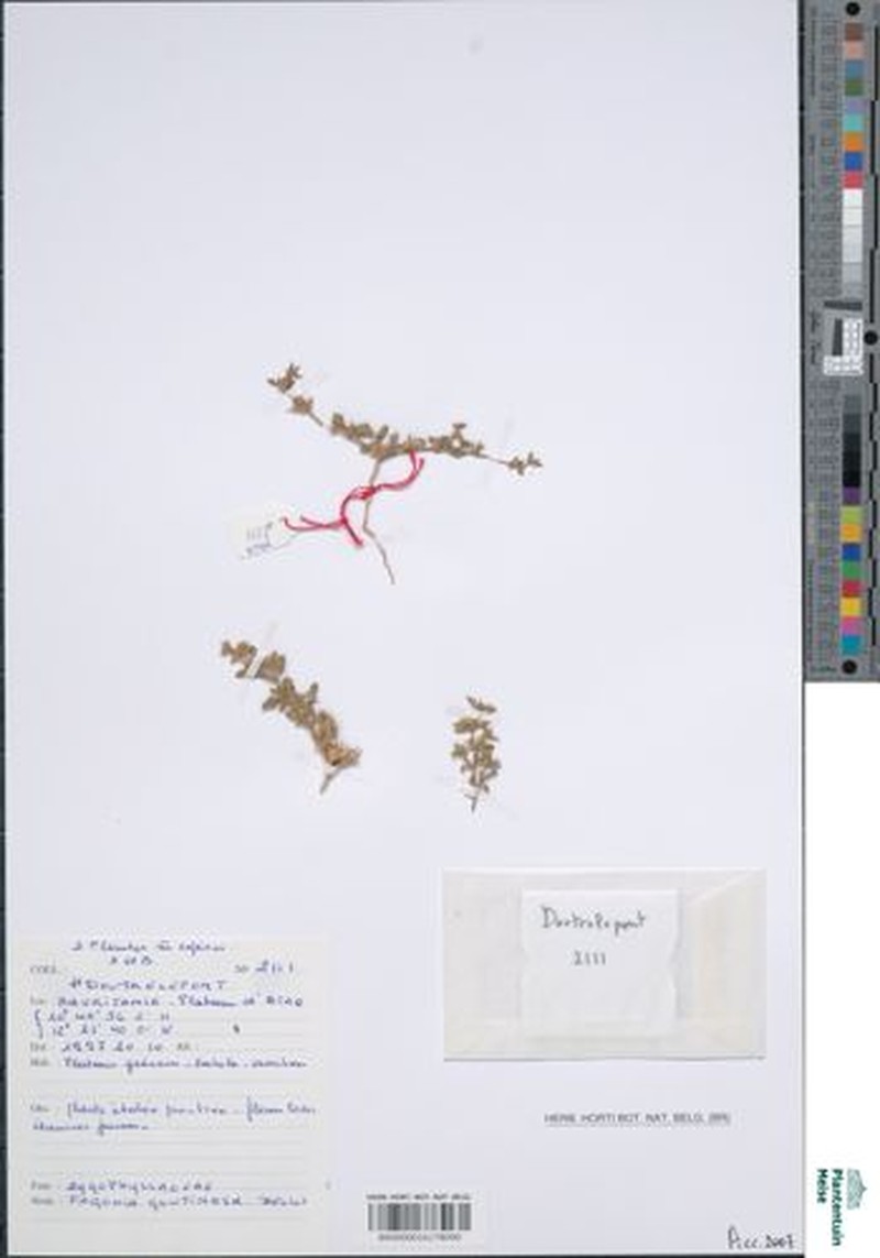 Zygophyllum glutinosum