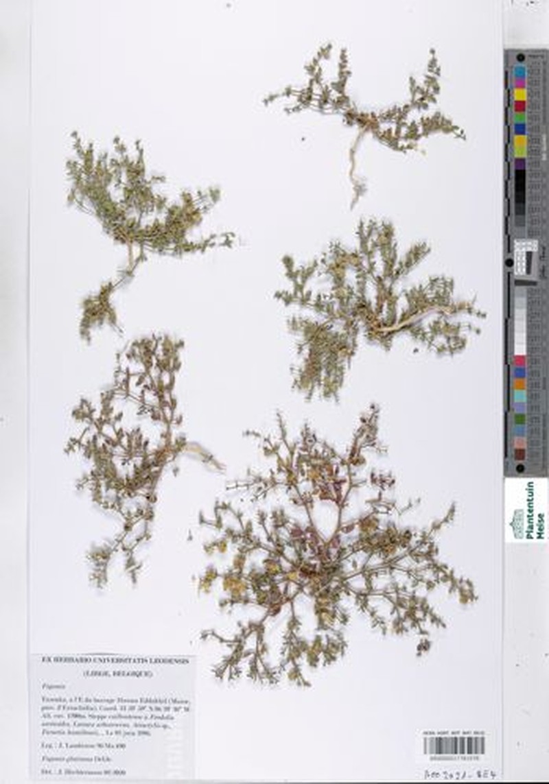 Zygophyllum glutinosum photo 2