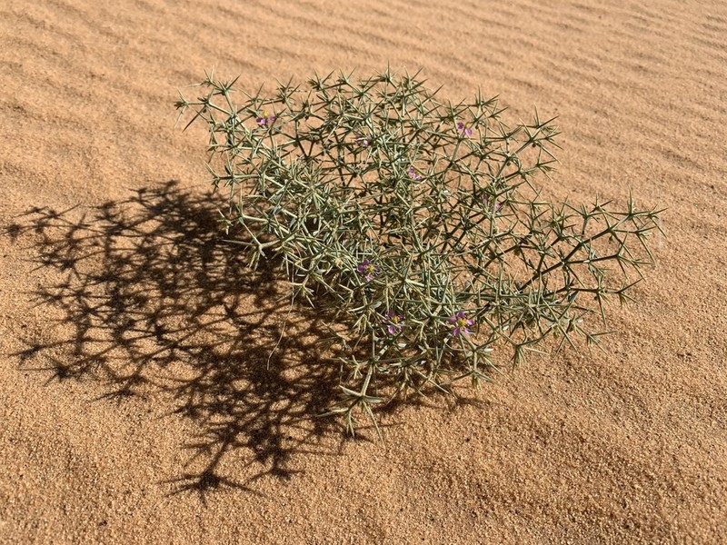Zygophyllum indicum