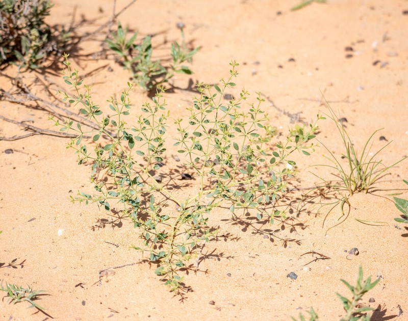 Zygophyllum indicum photo 2