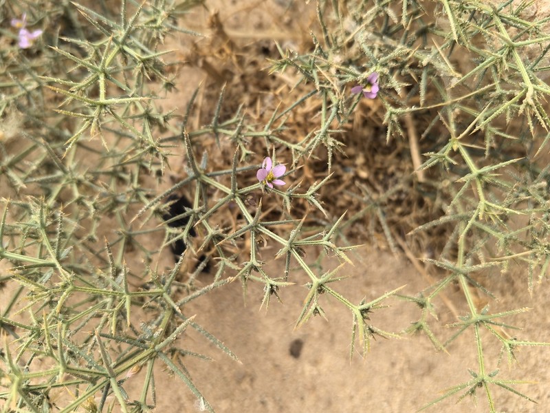 Zygophyllum indicum photo 3