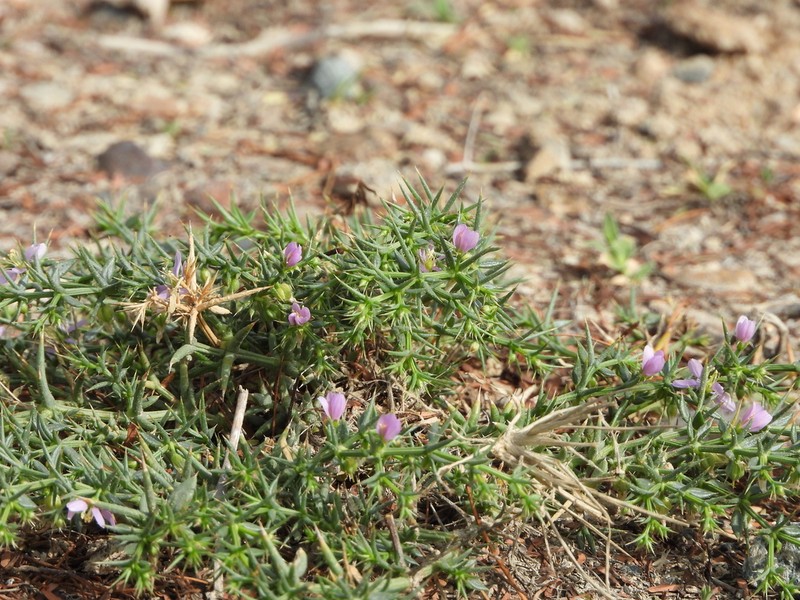 Zygophyllum indicum photo 5