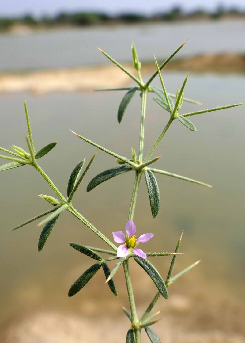 Zygophyllum indicum photo 6