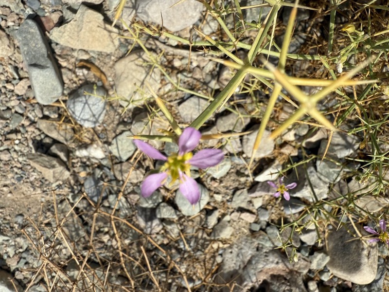 Zygophyllum indicum photo 7