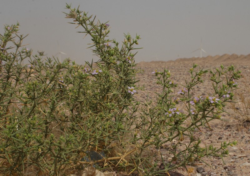 Zygophyllum indicum photo 8
