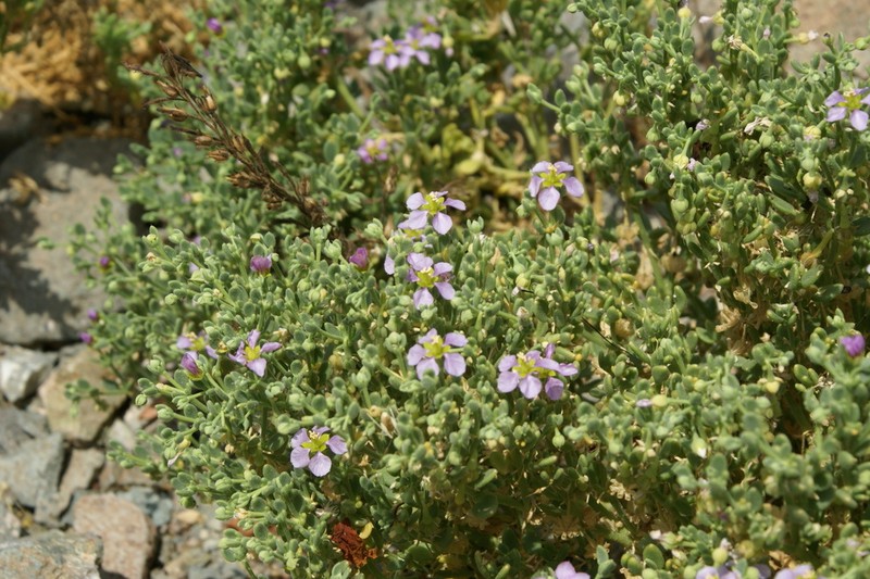 Zygophyllum lahovarii