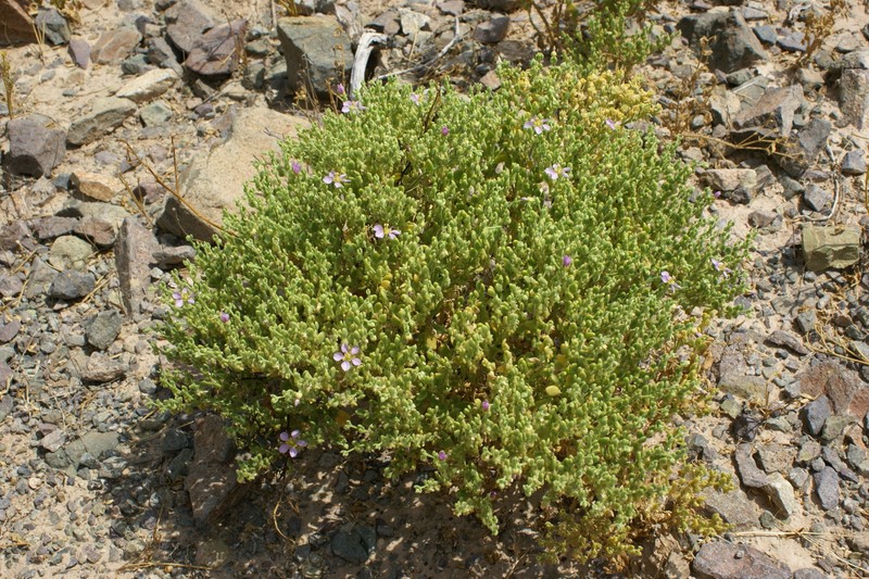 Zygophyllum lahovarii photo 3