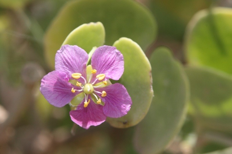 Zygophyllum luntii