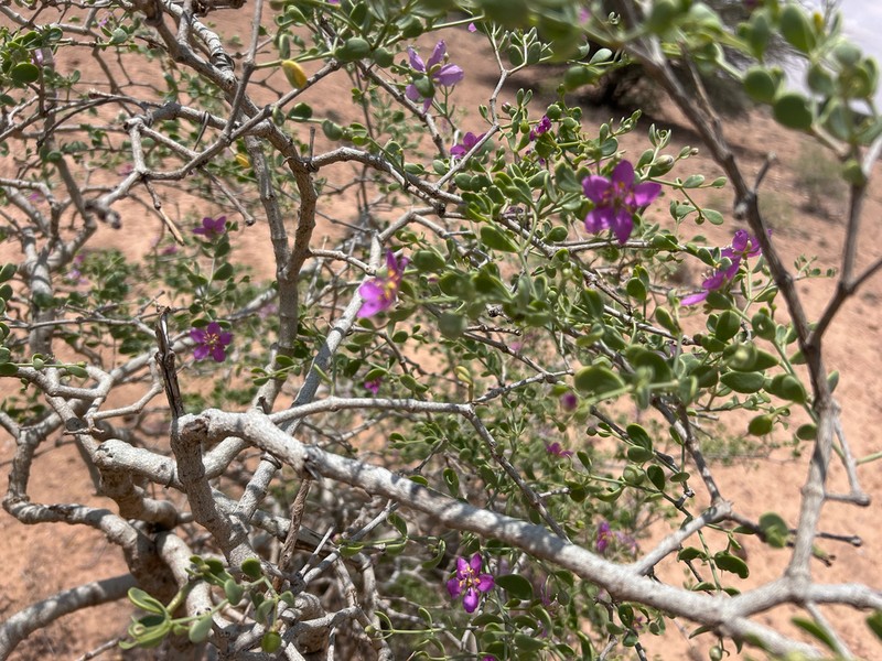 Zygophyllum luntii photo 2