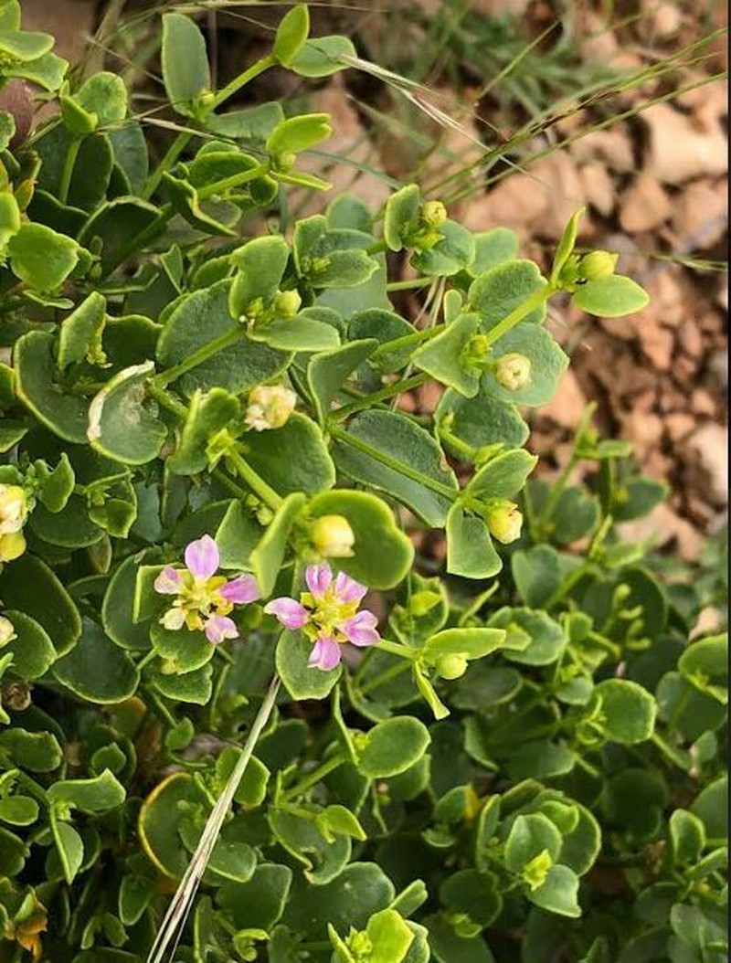 Zygophyllum luntii photo 3