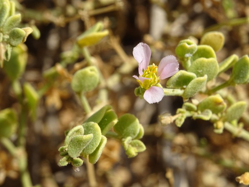 Zygophyllum luntii photo 4
