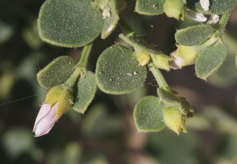 Zygophyllum luntii photo 5