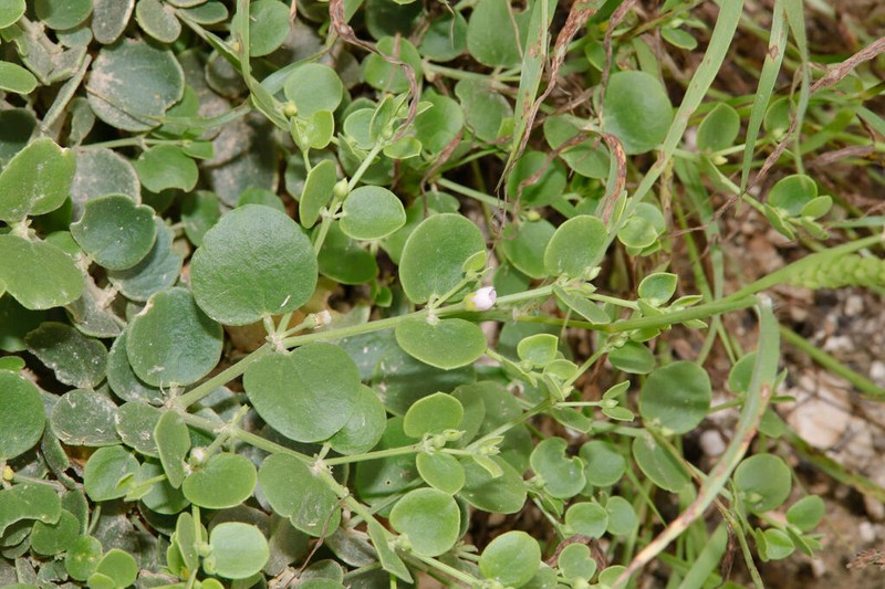 Zygophyllum luntii photo 6
