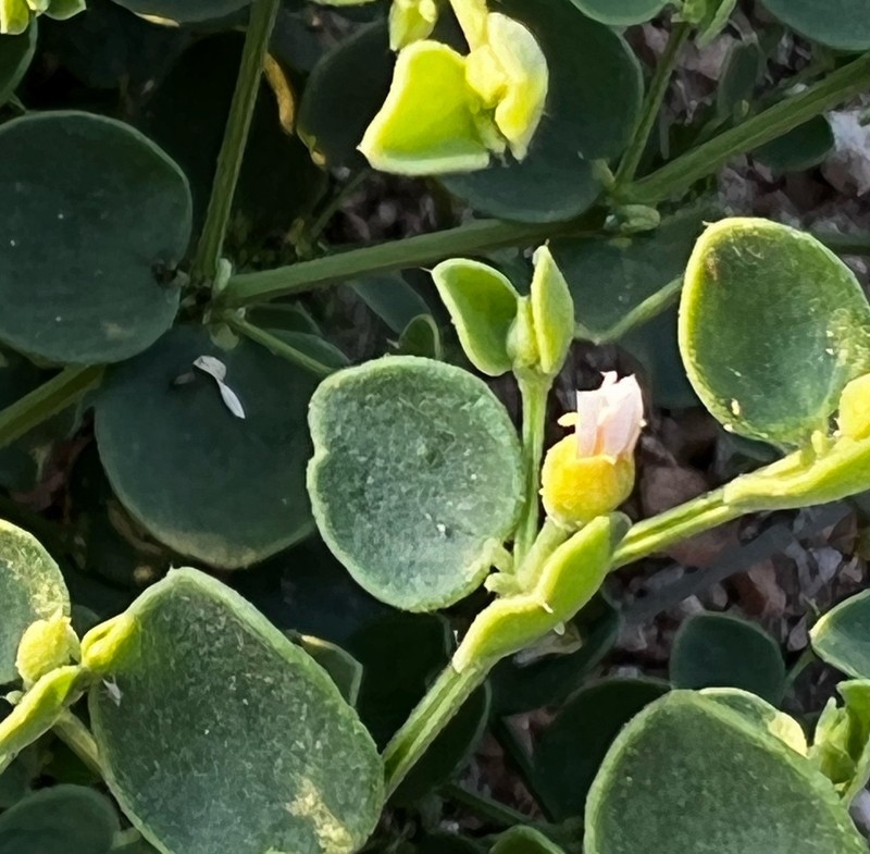 Zygophyllum luntii photo 7