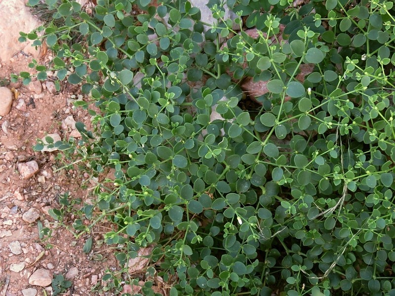 Zygophyllum luntii photo 8