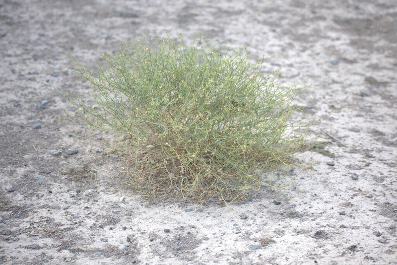 Zygophyllum paulayanum
