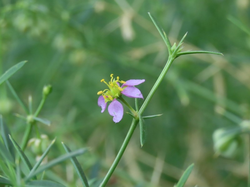 Zygophyllum paulayanum photo 2