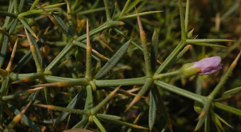 Zygophyllum paulayanum photo 3