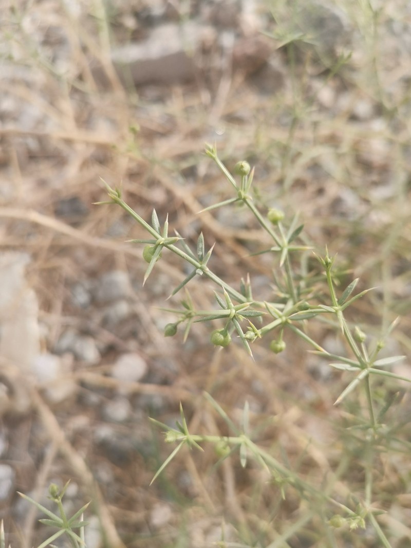 Zygophyllum paulayanum photo 4