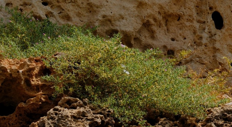 Zygophyllum paulayanum photo 5