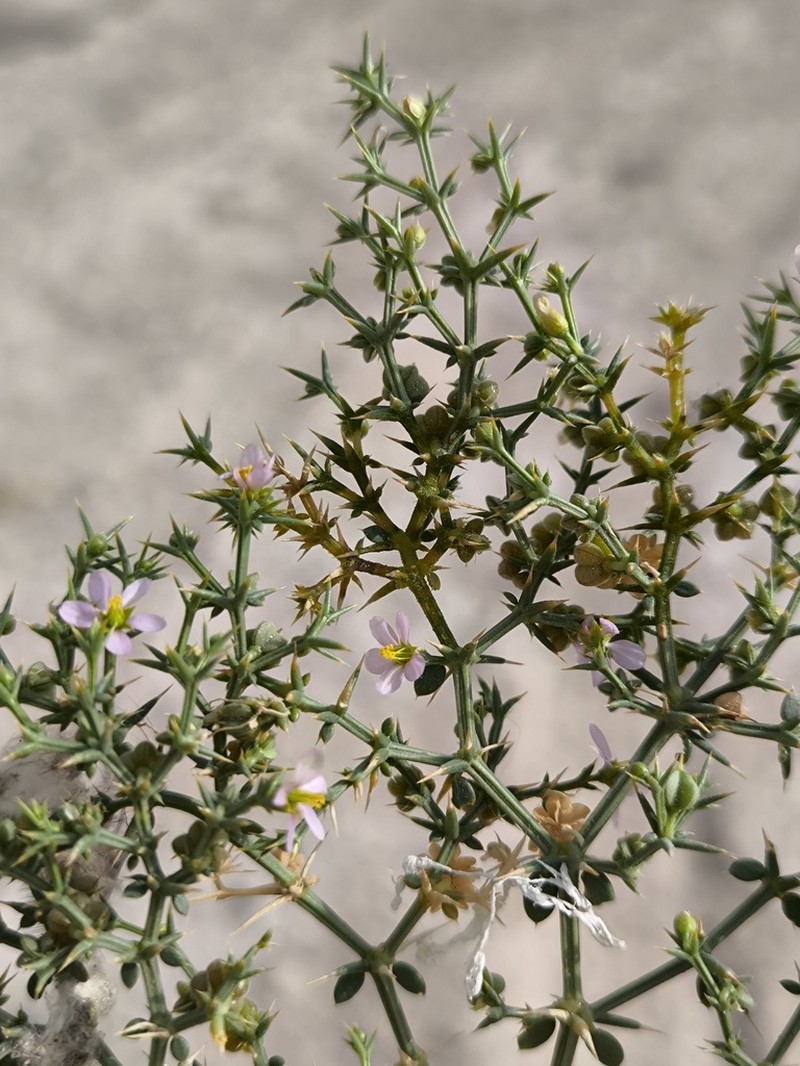 Zygophyllum paulayanum photo 6