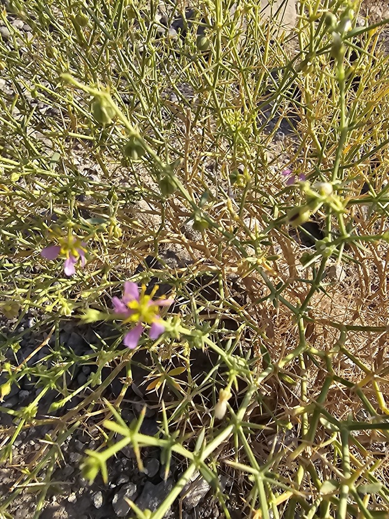 Zygophyllum paulayanum photo 7