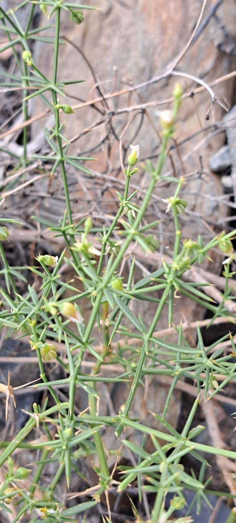 Zygophyllum paulayanum photo 8