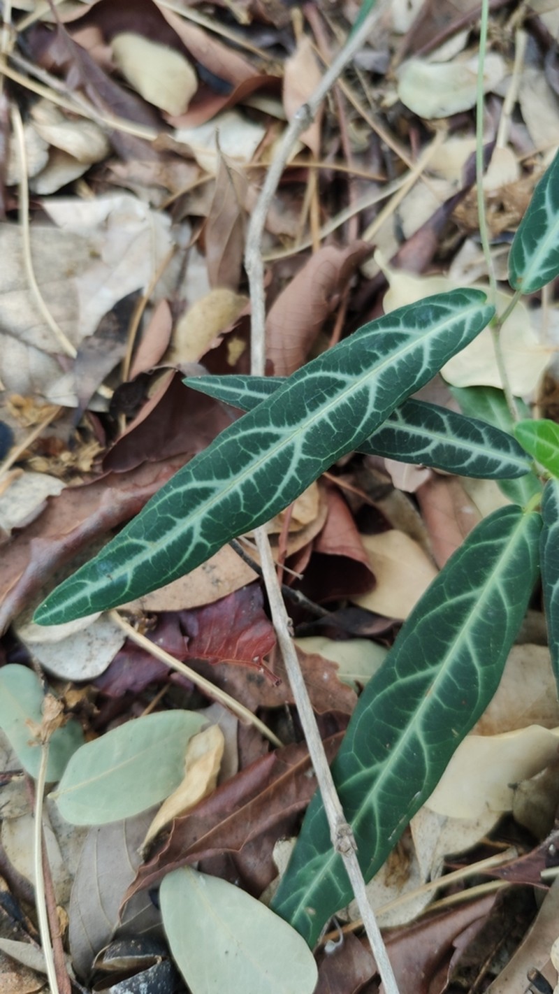 Zygostelma benthamii photo 3