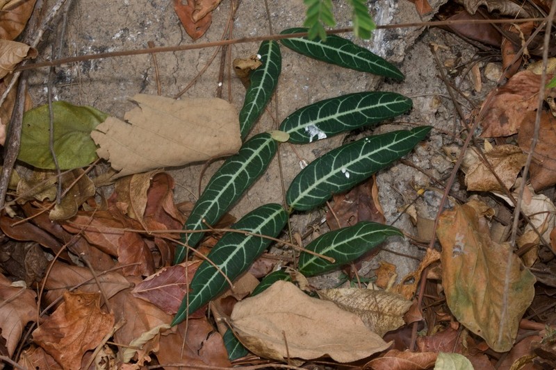 Zygostelma benthamii photo 4