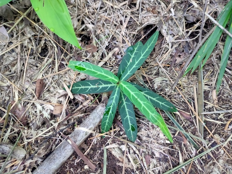 Zygostelma benthamii photo 5