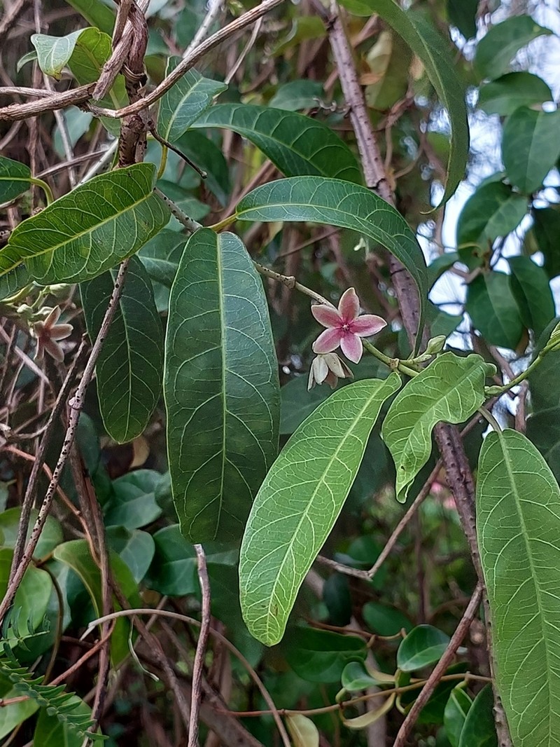 Zygostelma benthamii photo 6