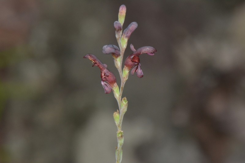 Zygotritonia atropurpurea