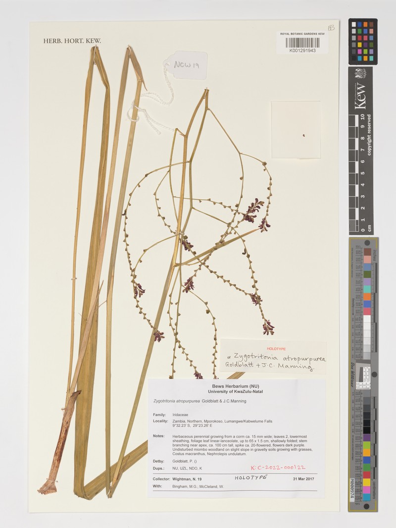 Zygotritonia atropurpurea photo 2