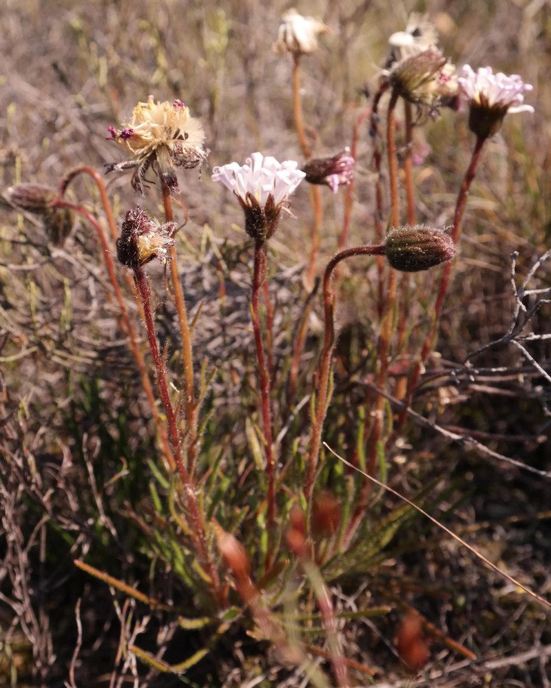 Zyrphelis burchellii