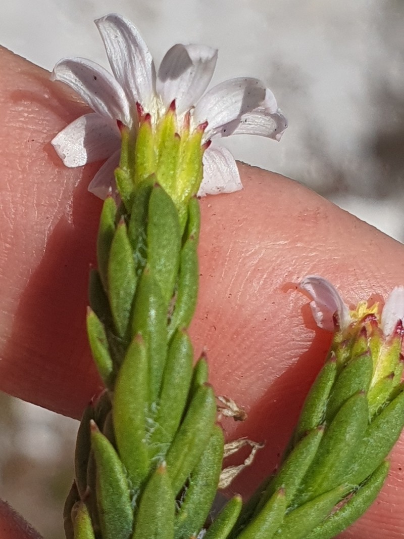 Zyrphelis capensis