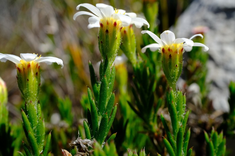 Zyrphelis capensis photo 5