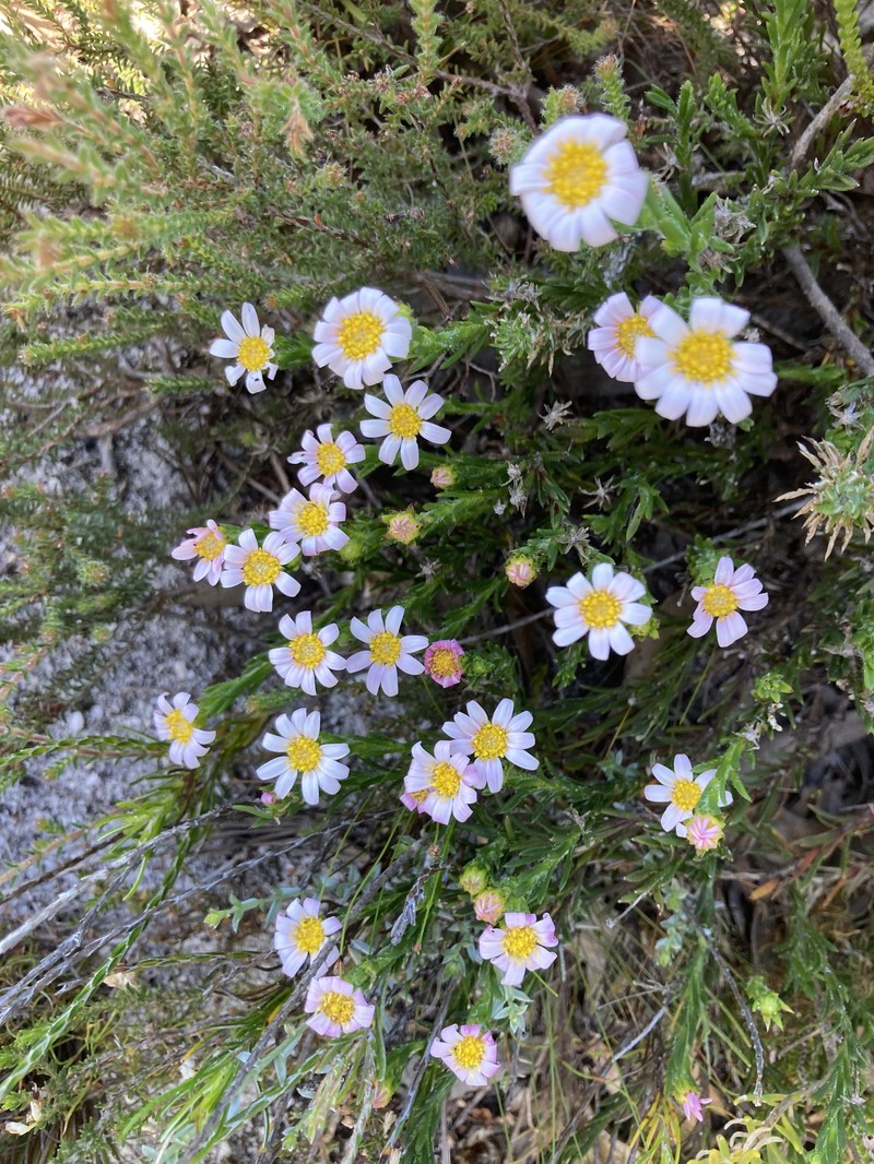 Zyrphelis capensis photo 6